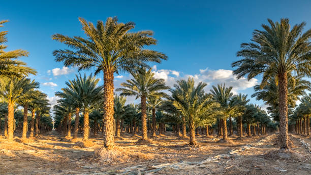 Sculpture of giant hands holding a tree in a lush green parkland with solar panels around, representing Emaar Valley Phase 2.