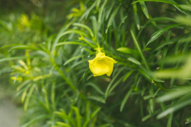 A close-up photo of a single yellow flower bud amidst lush green foliage, highlighting the natural beauty of Emaar Valley Phase 2 parklands.