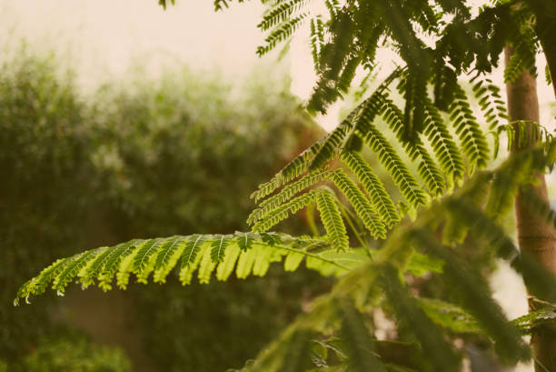 A man waters a lush green garden in a residential area, reflecting the green spaces in Emaar Valley Phase 2.